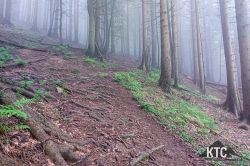 2024-06-15_PTRF_Podbrdo_Trail_Running_Festival_-_20240615_080943 2024-06-15_PTRF_Podbrdo_Trail_Running_Festival_-_20240615_080943