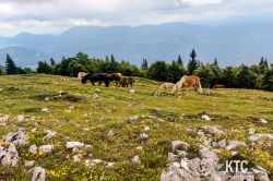 2024-06-15_PTRF_Podbrdo_Trail_Running_Festival_-_20240615_152818 2024-06-15_PTRF_Podbrdo_Trail_Running_Festival_-_20240615_152818