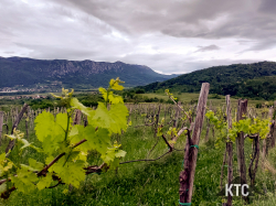 2025-04-25_Ultratrail_Vipava_Valley_UTVV_-_20250425_200248