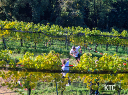 2025-10-18_Südsteirischer_Terrassenlauf_-_20251018_114318